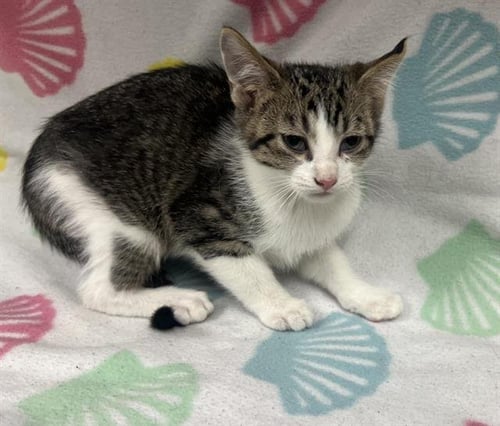 ACORN - Domestic Short Hair for adoption in Victorville