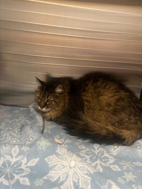 SUNSHINE - Domestic Long Hair available for adoption