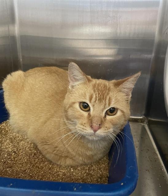 MEGA - Domestic Short Hair available for adoption