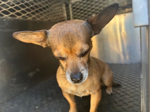 A124857 - Chihuahua available for adoption