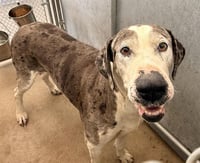 MAGNUS (RESCUE ONLY) - Photo 1