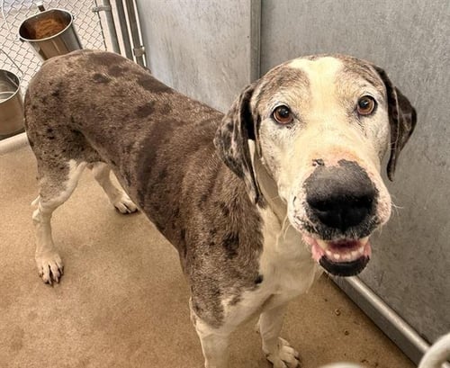 MAGNUS (RESCUE ONLY) - Great Dane available for adoption