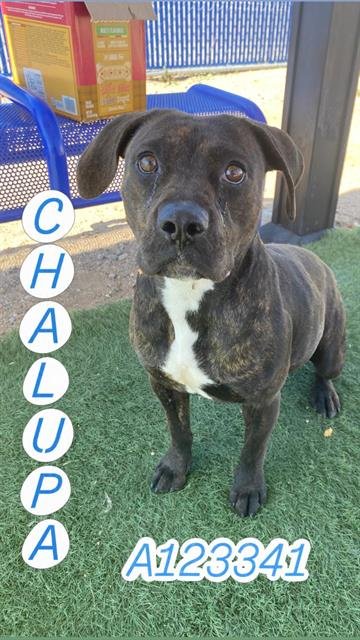CHALUPA - Pit Bull Terrier available for adoption