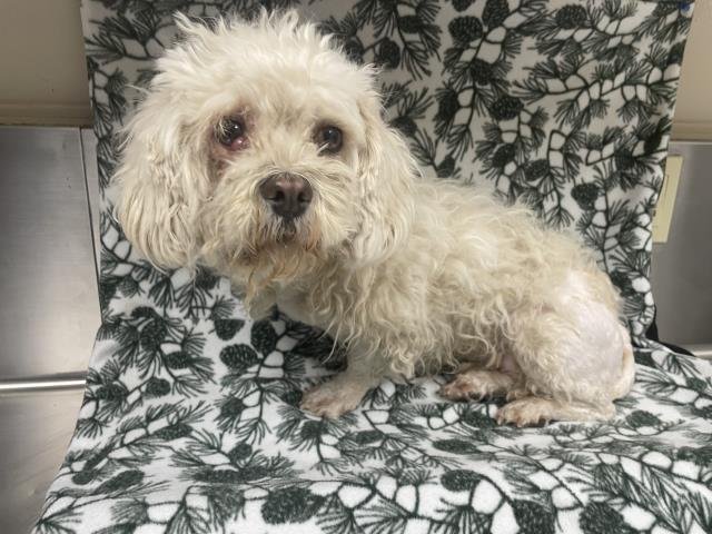 PEACHES - Maltese available for adoption