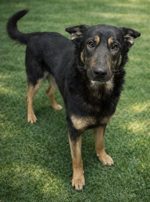 PAULINA - German Shepherd Dog available for adoption
