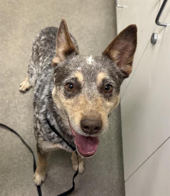 MAX - Australian Cattle Dog/Blue Heeler available for adoption