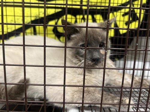 A123634 - Domestic Short Hair available for adoption