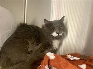 NAPOLEON - Domestic Long Hair available for adoption