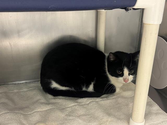 *COOKIE - Domestic Short Hair available for adoption