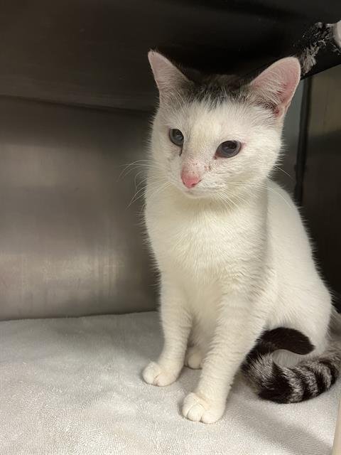 *PANDORA - Siamese available for adoption