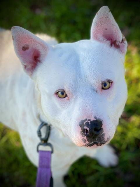 WEEMAN - Australian Cattle Dog/Blue Heeler available for adoption