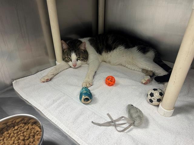 *CATNIP - Domestic Short Hair available for adoption