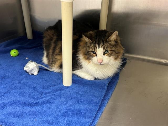 *PIXEL - Domestic Long Hair available for adoption