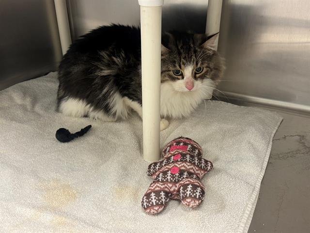 *JOEY - Domestic Long Hair available for adoption