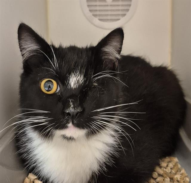 WILLY - Domestic Short Hair available for adoption