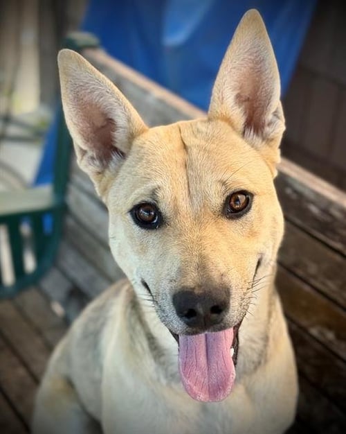 DIXIE PUP - Carolina Dog available for adoption