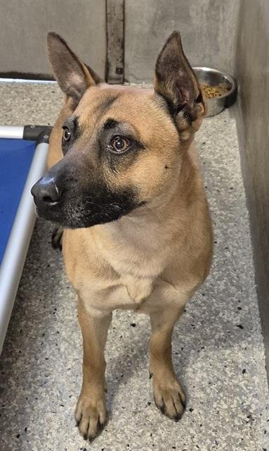 HENDRICK - Belgian Shepherd Malinois available for adoption