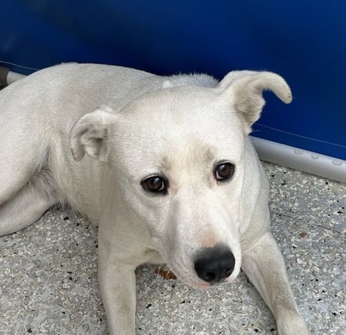 COCONUT - Australian Cattle Dog/Blue Heeler available for adoption