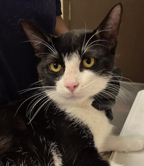 NACHO - Domestic Short Hair available for adoption