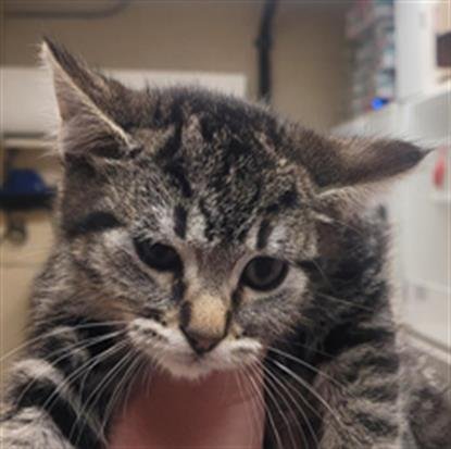 PAPERCLIP - Domestic Short Hair available for adoption