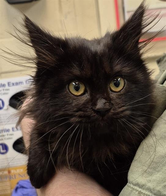 ELVIRA - Maine Coon available for adoption