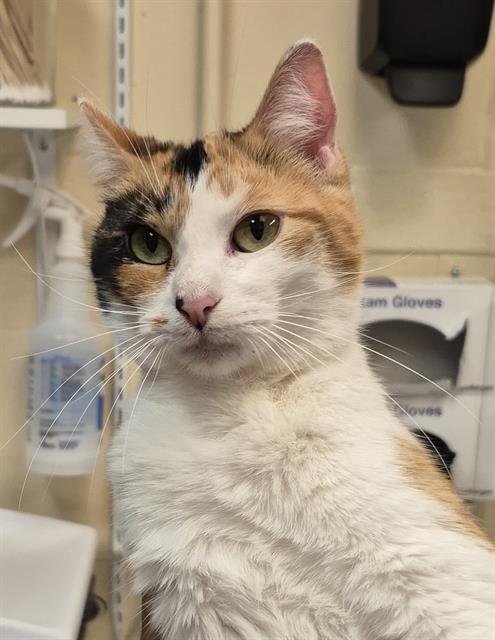 POPPY - Domestic Short Hair available for adoption