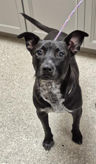 LAKE - Australian Cattle Dog/Blue Heeler available for adoption