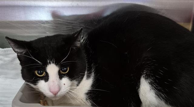 DARRIN - Domestic Short Hair available for adoption