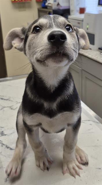 SULLIVAN - German Shepherd Dog available for adoption