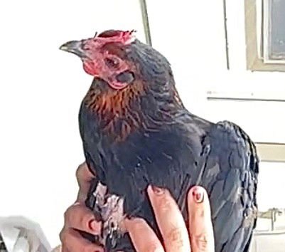 HENNY PENNY - Chicken available for adoption