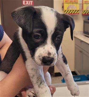 DOMINO - Australian Cattle Dog/Blue Heeler available for adoption
