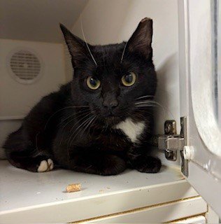 PRINCESS - Domestic Short Hair available for adoption