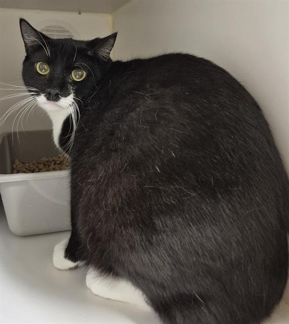 MUSH - Domestic Short Hair available for adoption