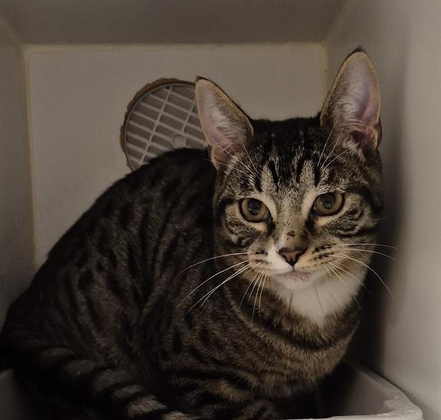 CASSIAN - Domestic Short Hair available for adoption