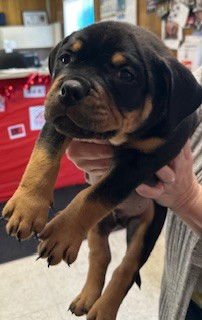 FINN - Bulldog available for adoption