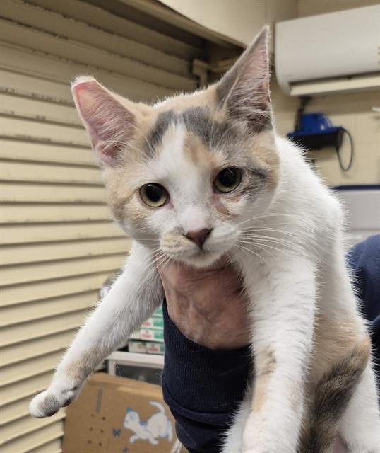 MYRTLE - Domestic Short Hair available for adoption