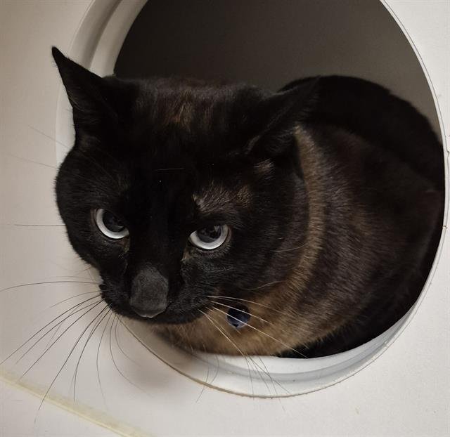 FELIX-BARN - Siamese available for adoption