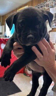 MURPHY - Bulldog available for adoption