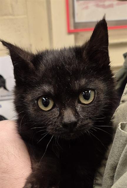 BUTTON - Domestic Short Hair available for adoption