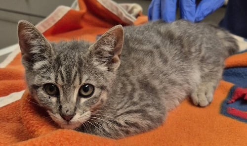 JEWEL - Domestic Short Hair available for adoption
