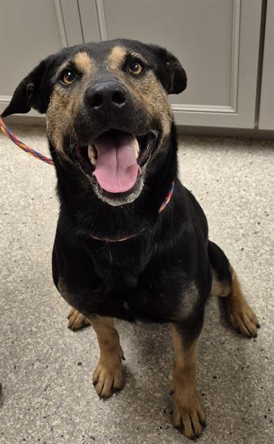 SMOKEY - Rottweiler available for adoption