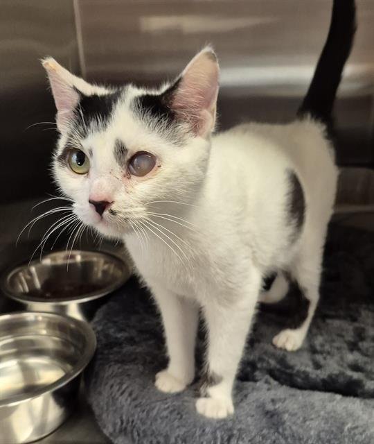 WENDELL - Domestic Short Hair available for adoption