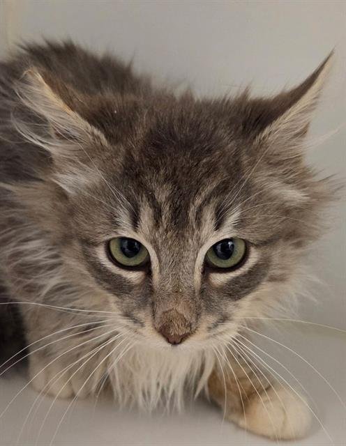 GIZMO - Domestic Medium Hair available for adoption