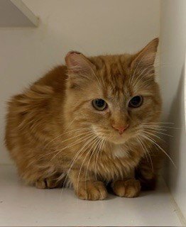 MIKEY - Domestic Medium Hair for adoption in Stockton