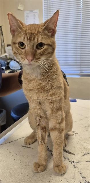 MARTY - Domestic Short Hair available for adoption