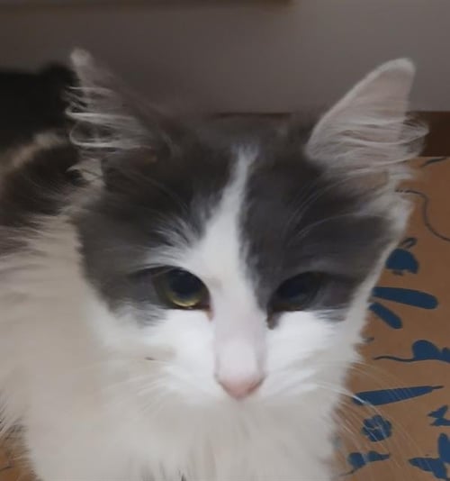 ANGORA - Domestic Medium Hair available for adoption