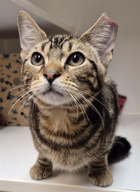 ATREUS - Domestic Short Hair available for adoption