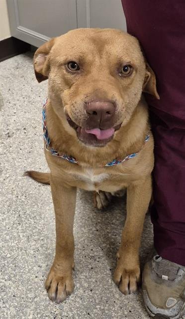 BRODY - Labrador Retriever available for adoption