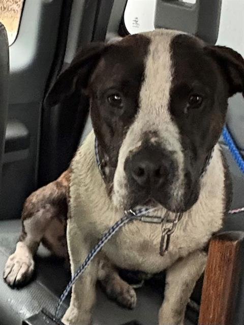 VON - Pit Bull Terrier available for adoption