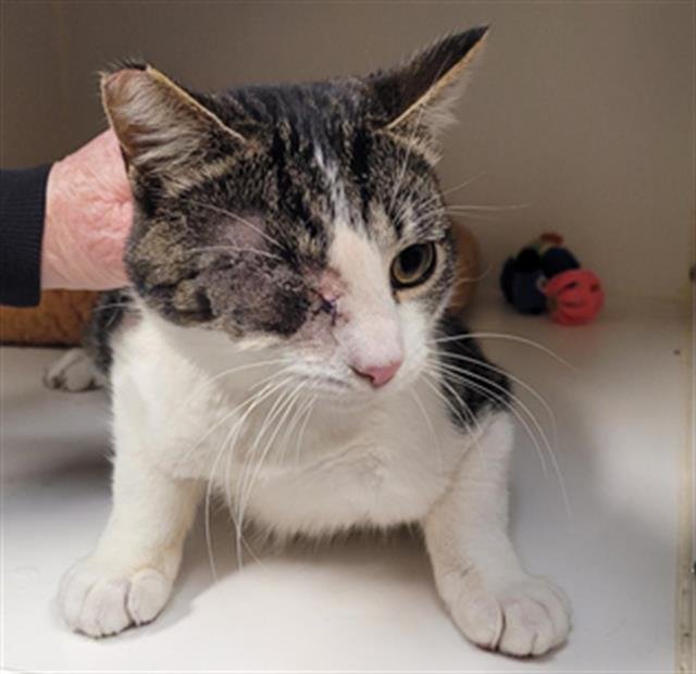 RICHARD - Domestic Short Hair available for adoption